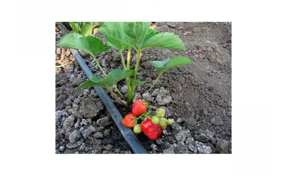 Капельный полив "Синьор Помидор ЭКО"